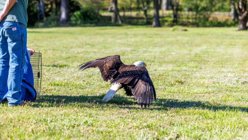 Injured Bald Eagle Rescued, Released at Institute